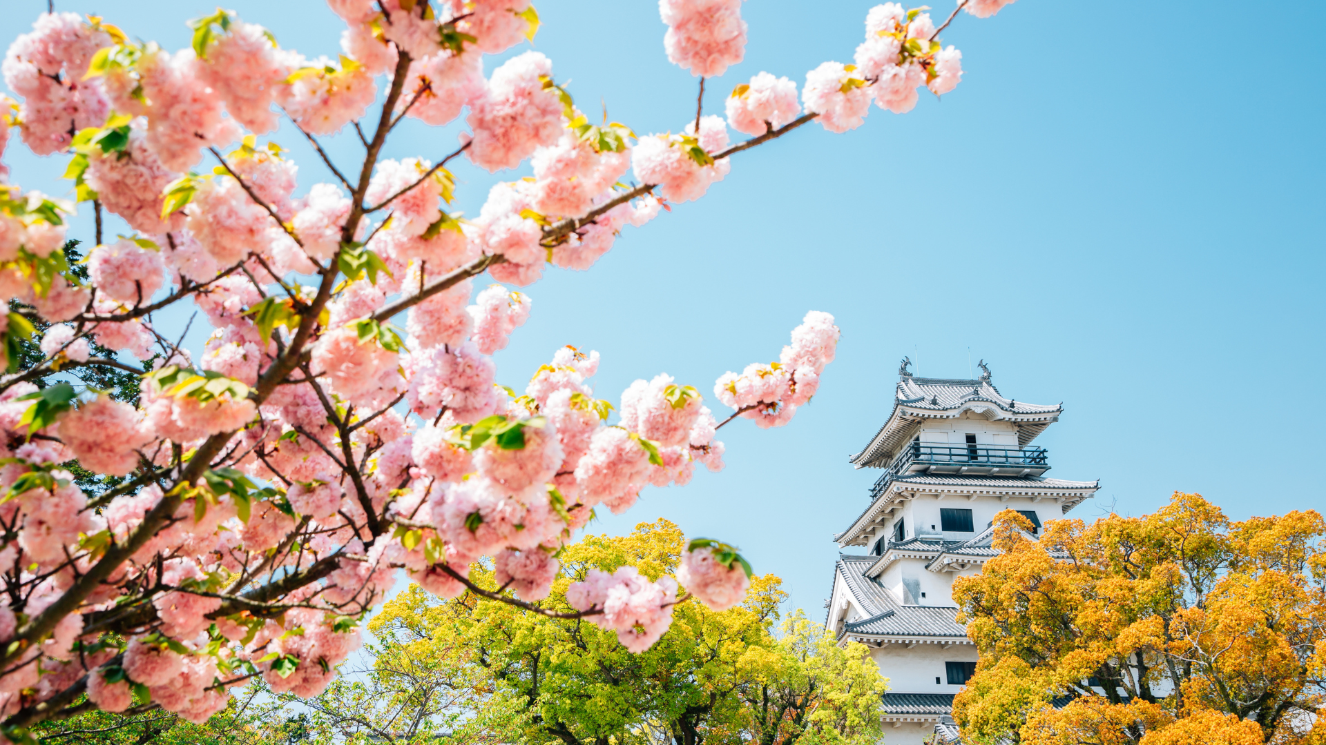 Japan's Cherry Blossoms: Plan Now for 2027