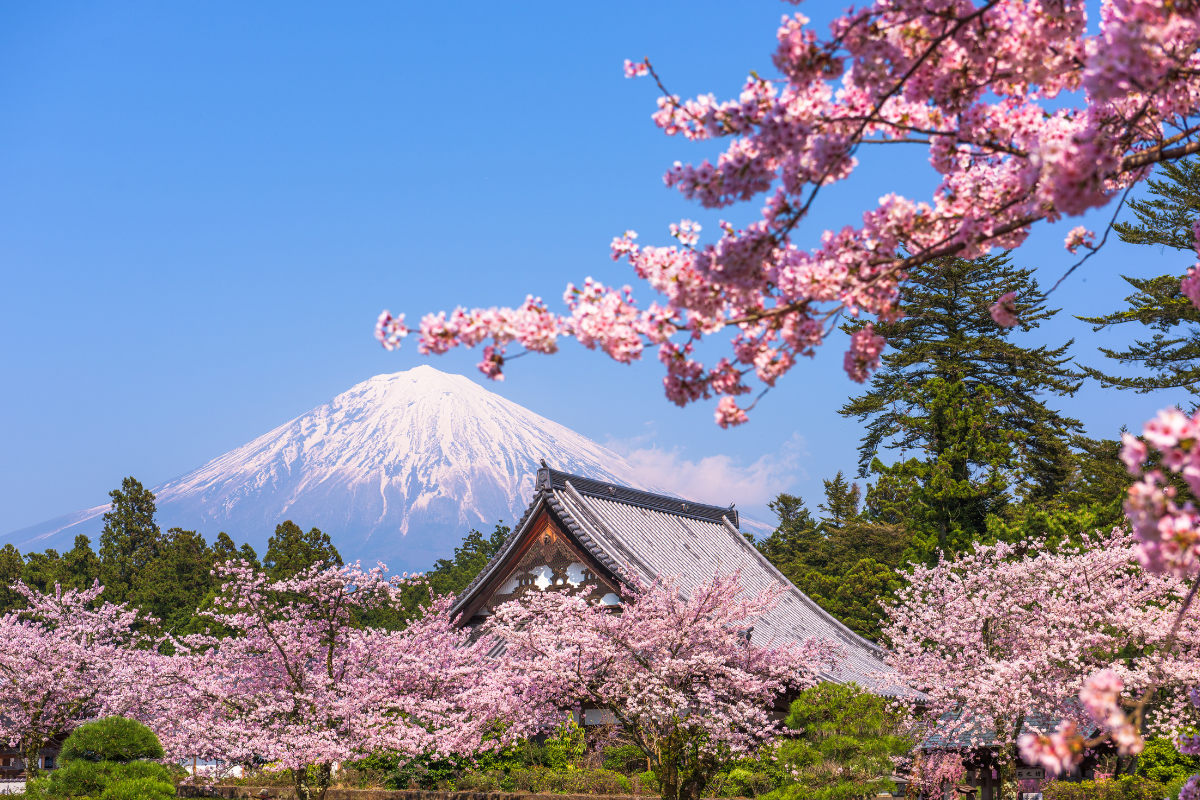The Best Time to Visit Japan: A Seasonal Guide for Travellers